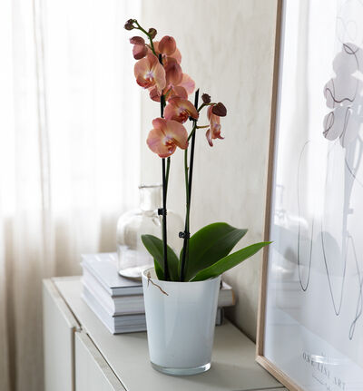 Gyllen orkidé i potte Gyllen orkidé i potte